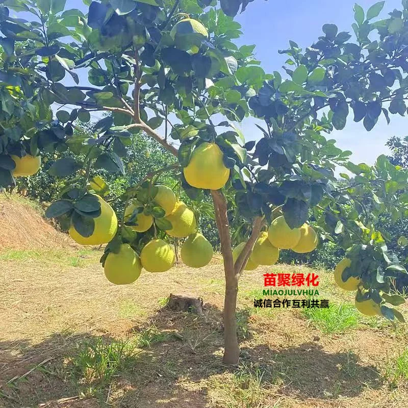 柚子苗嫁接果树苗冰糖蜜柚树苗南北盆栽地栽当年结果庭院