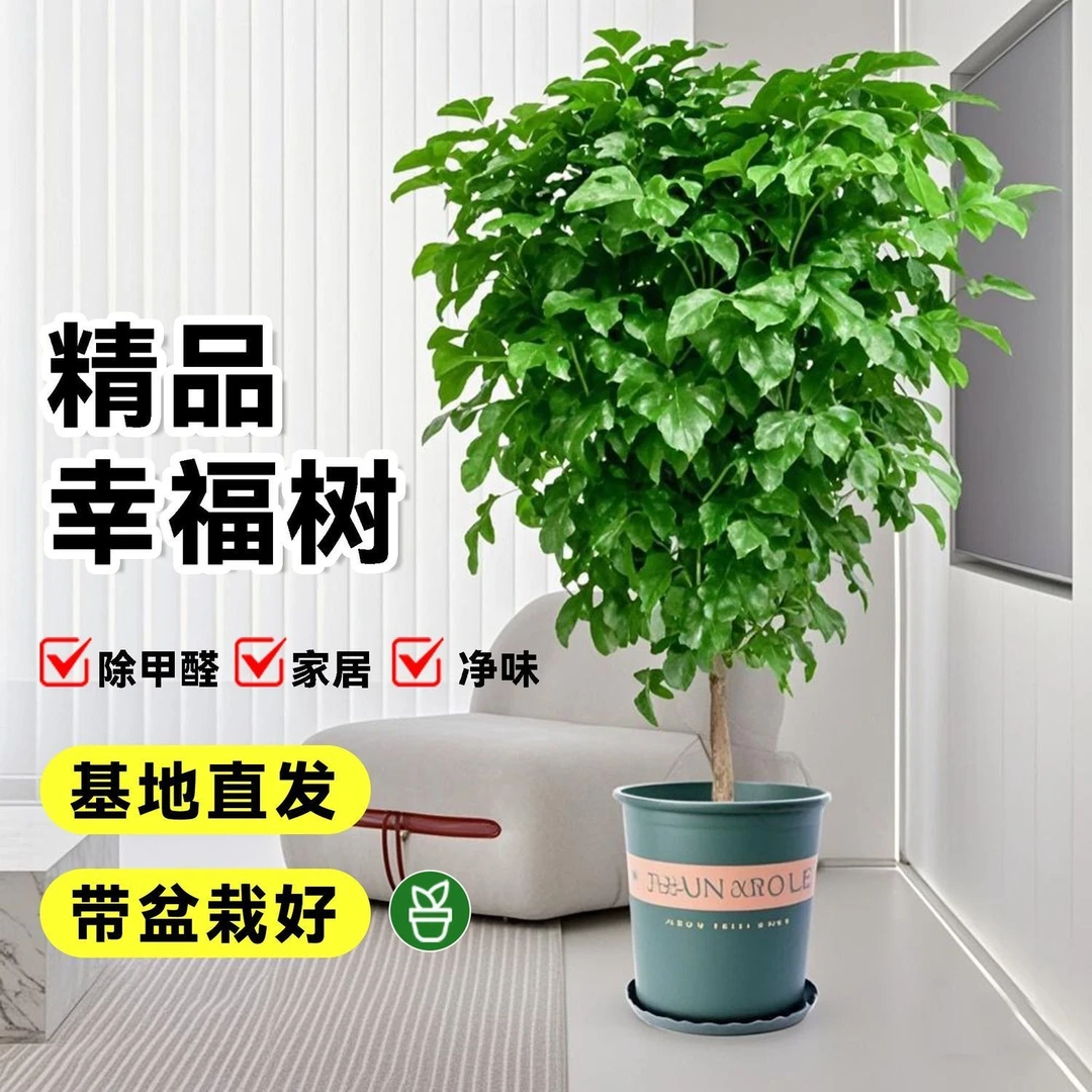 独杆棒棒糖八方幸福树盆栽四季常青绿植