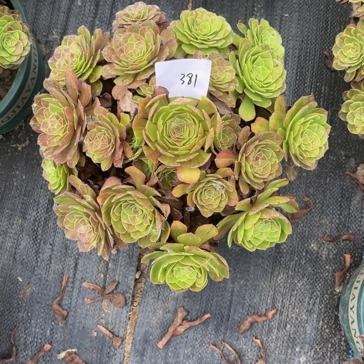 381花月夜多肉植物法师