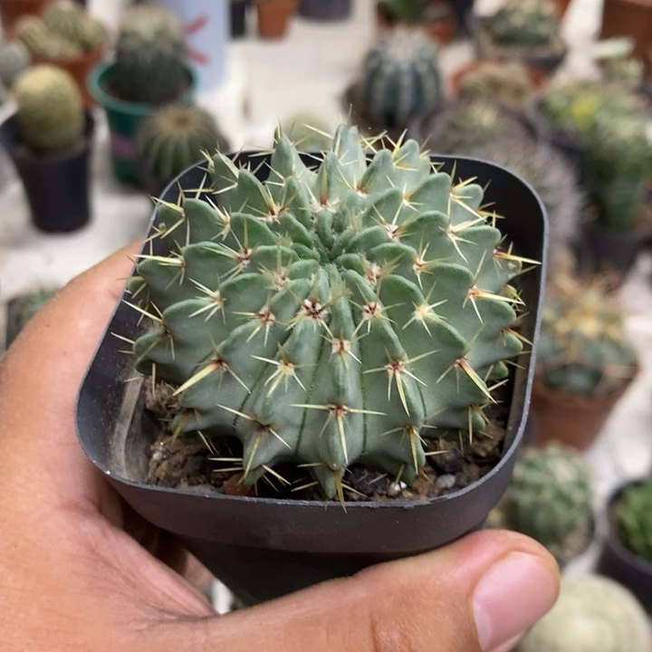 实生白狮子特价福利