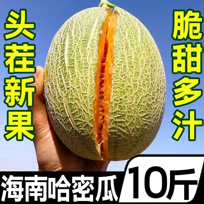 今天拍明天到海南哈密瓜沙地头茬精品蜜瓜脆甜多汁5/10斤【富贵甄选】