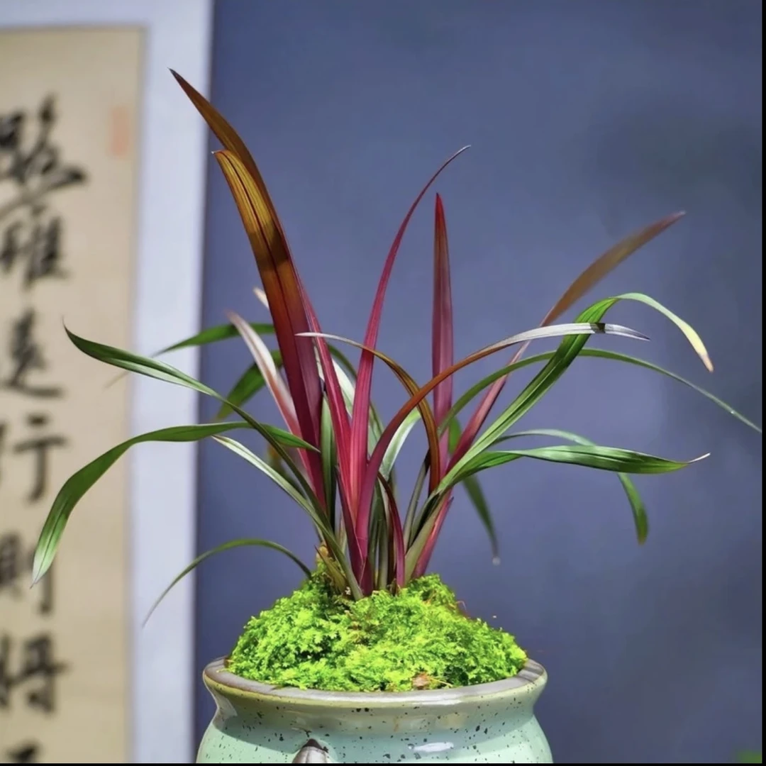 建兰铭品【红草红荷】室内阳台客厅绿植盆栽好养易活基地直发
