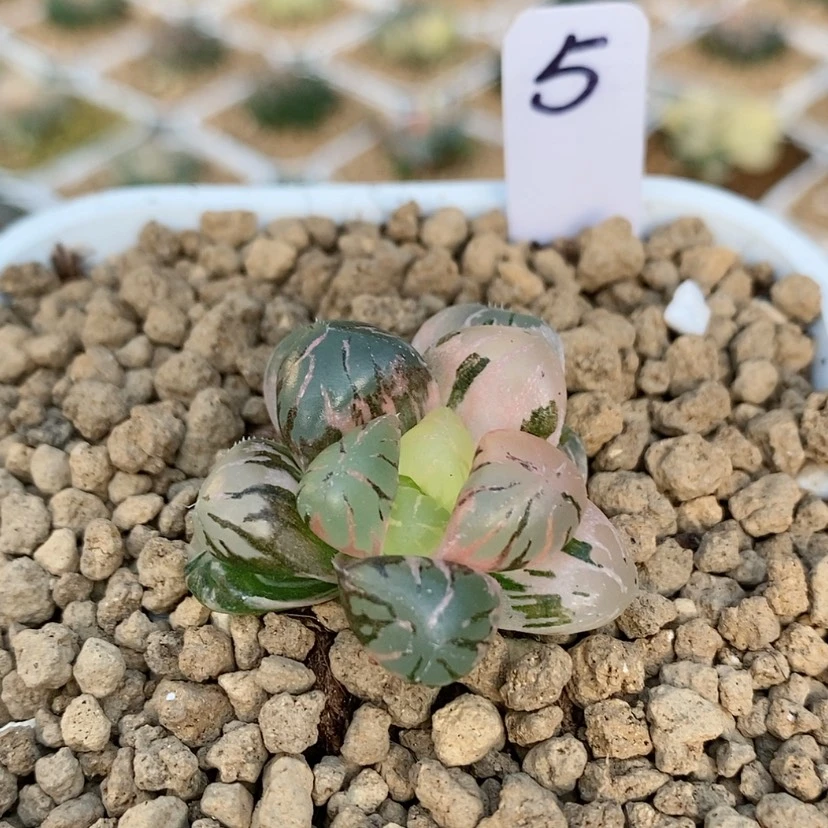 【闪购商品】5孔明灯