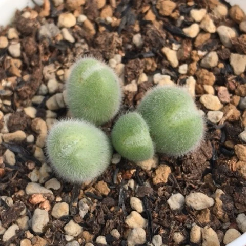 多肉肉锥 紫花 小美毛球