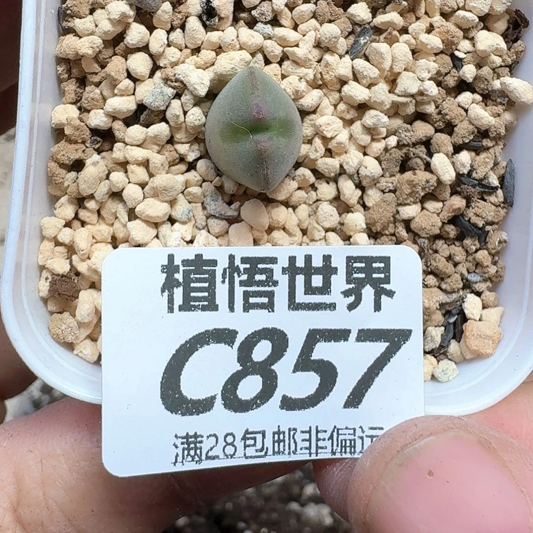 多肉植物的润泽dghj