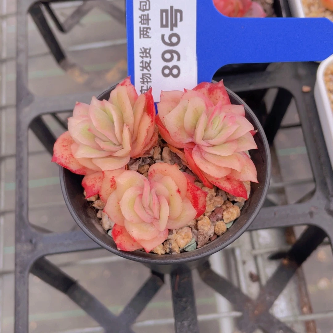 896号 全状态冰玫瑰