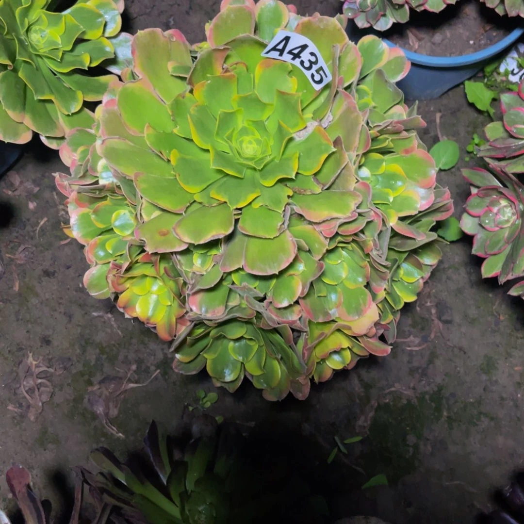 炫彩法师26////////42包邮