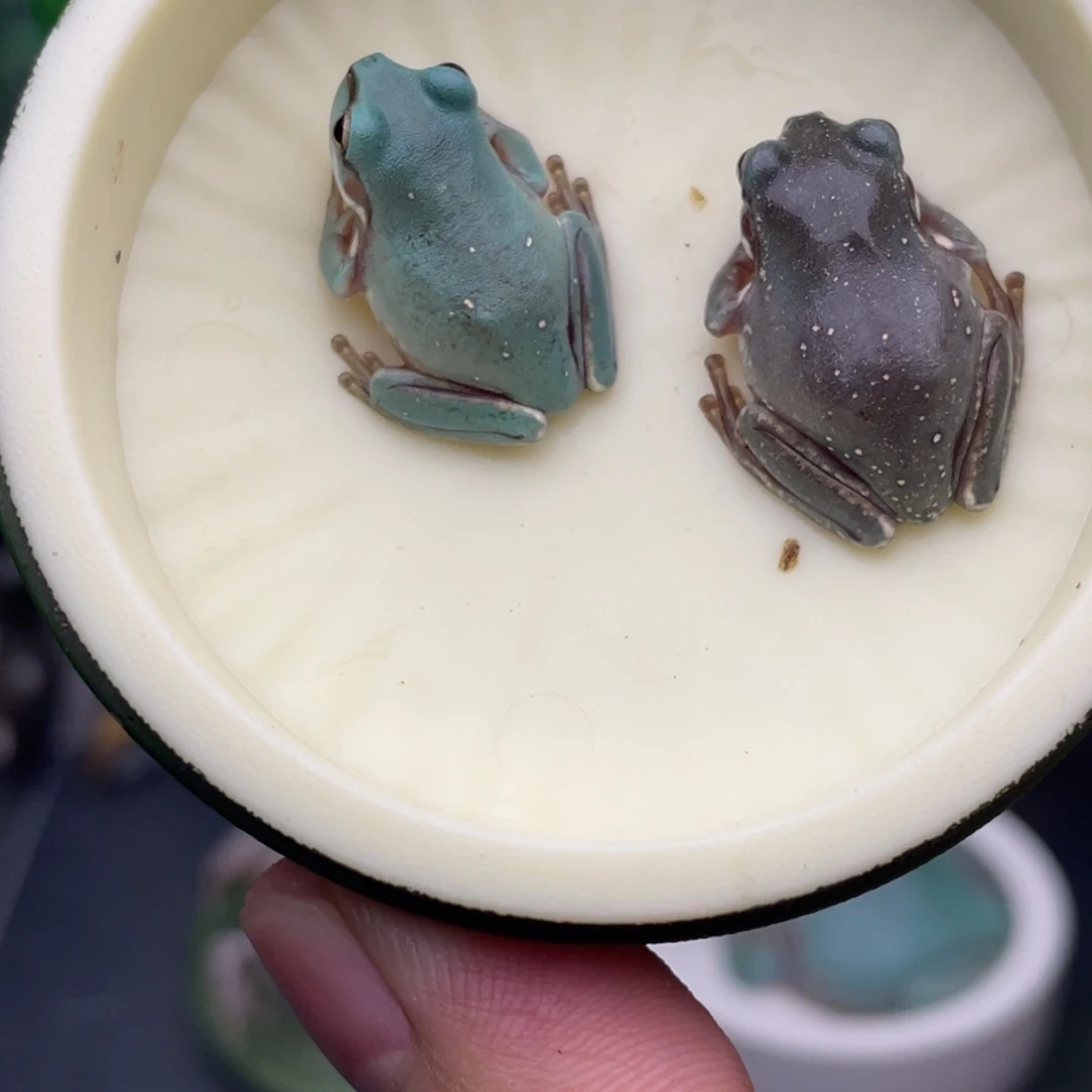 老爷树蛙9号奶油蓝➕深蓝