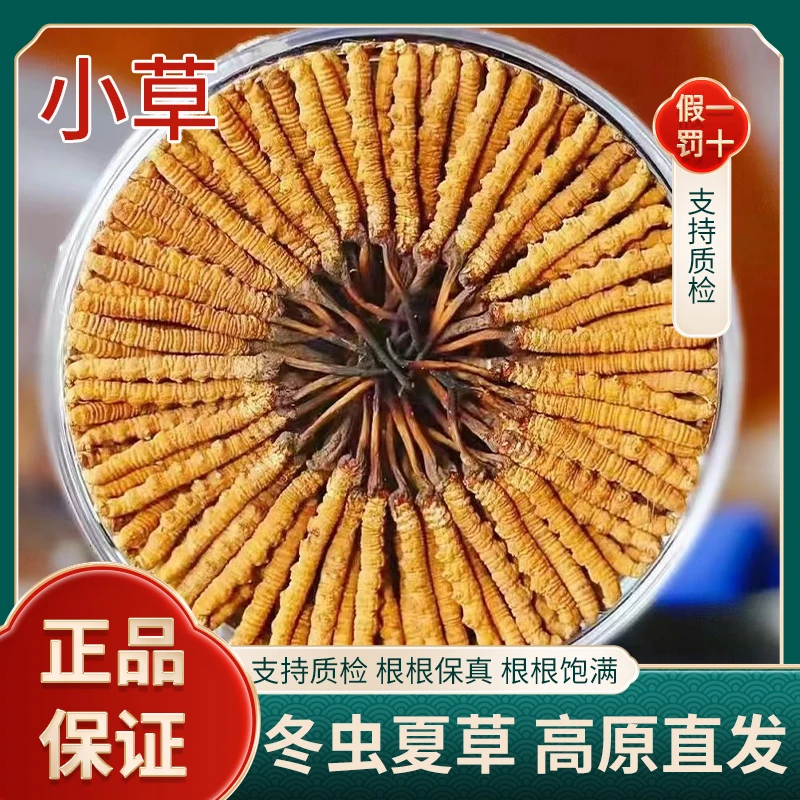 【小李推荐官】头茬高海拔干冬虫夏草产地直发送礼盒