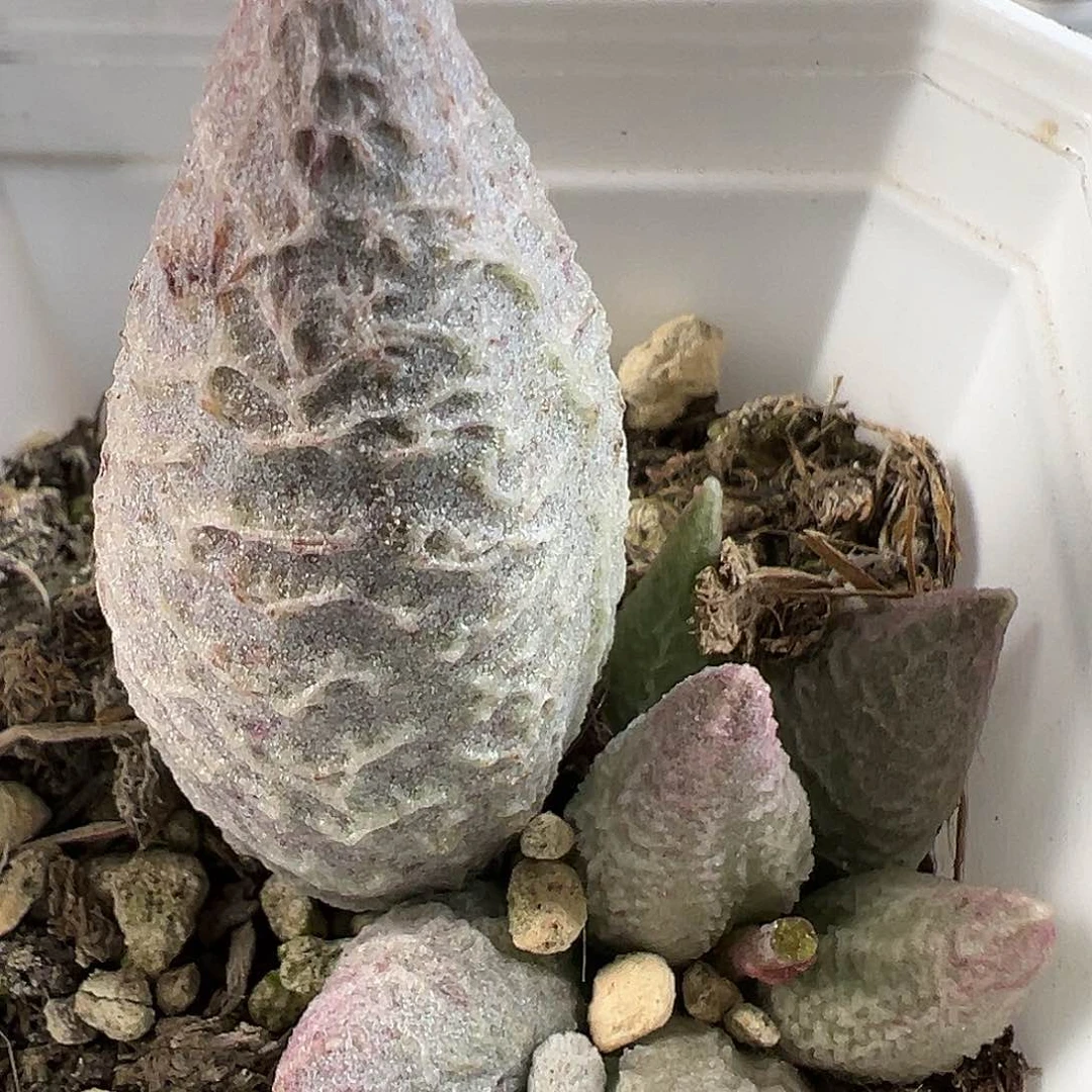 融化纹冰激凌多肉植物