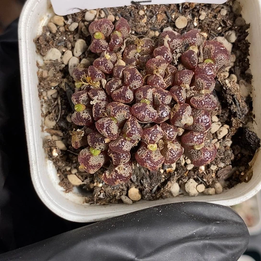 0916-11-超蝶福利。