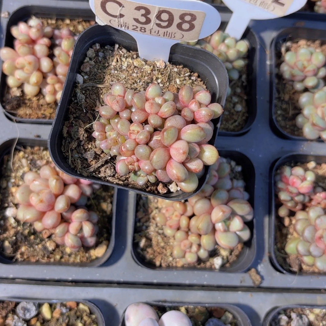 C398葡萄一物语拍