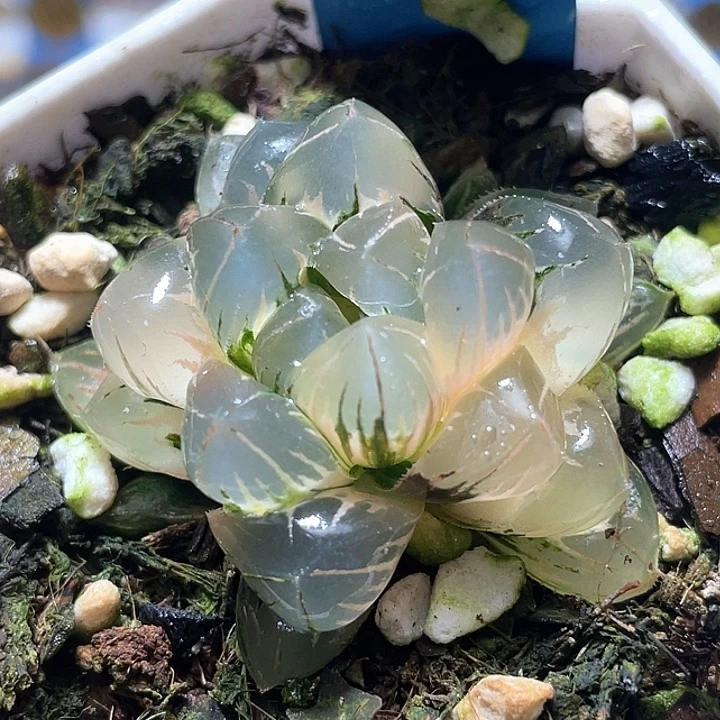 679完美锦云和月玉露锦