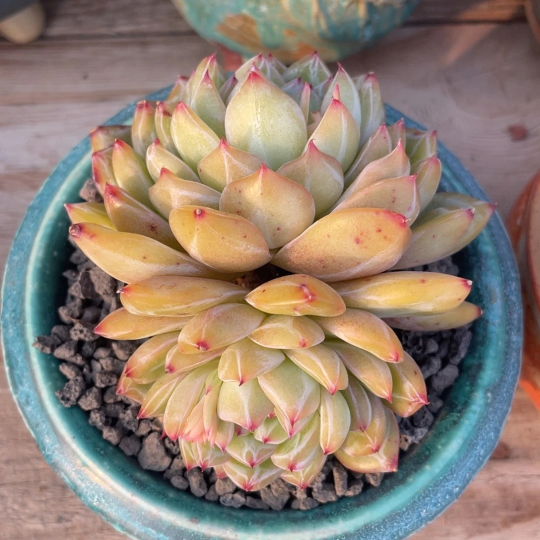 多肉植物多肉植物