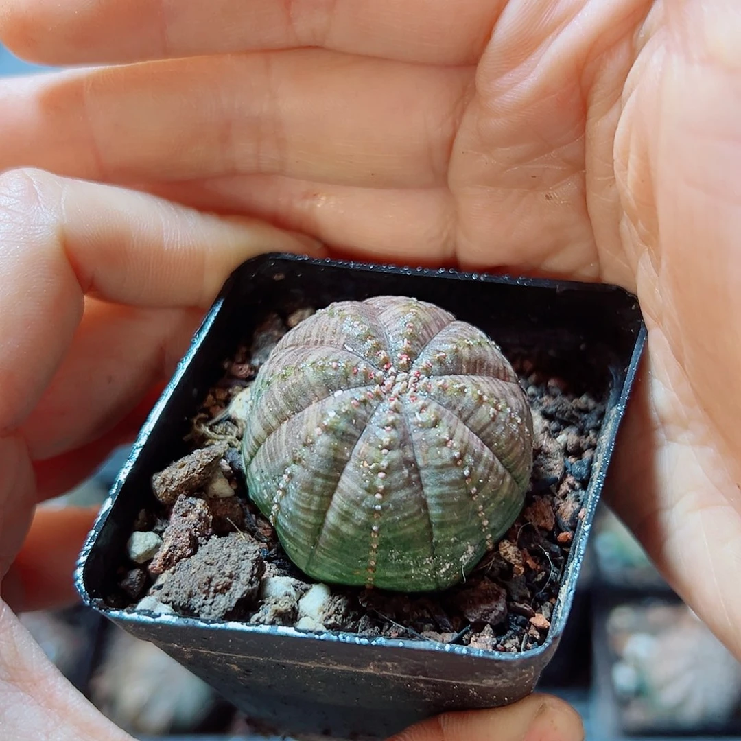 自根红皮布纹球3公分