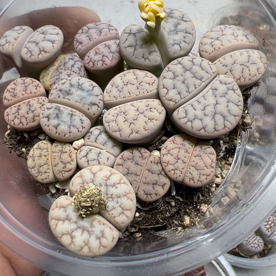 【闪购商品】 374。