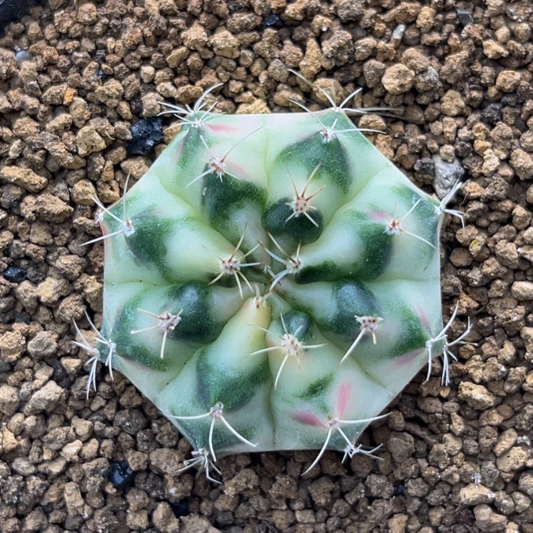 白锦 米哈仙人球