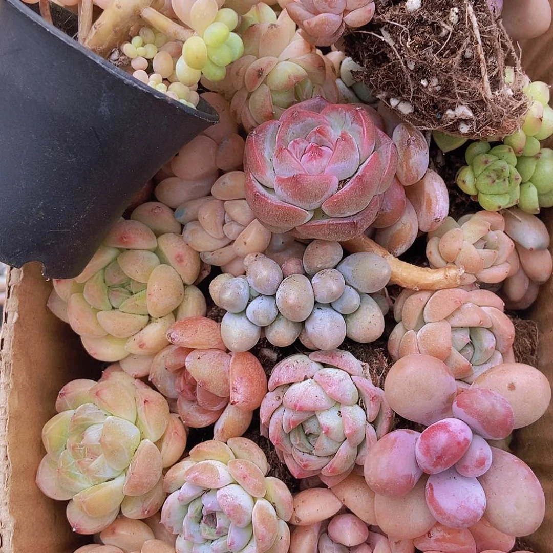 0000000000001量拍保底20颗