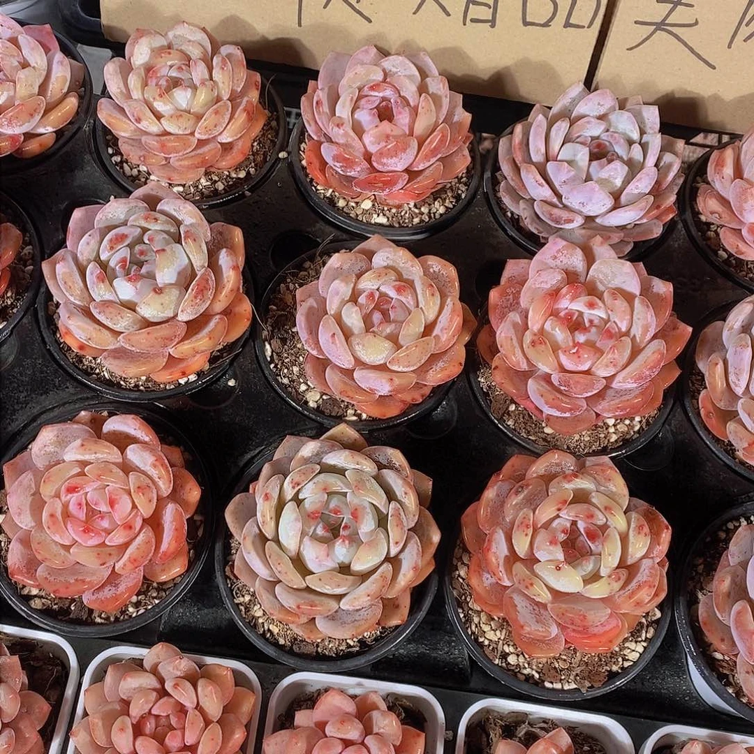 0207-福利草莓橙单头两颗 瑕疵慎拍