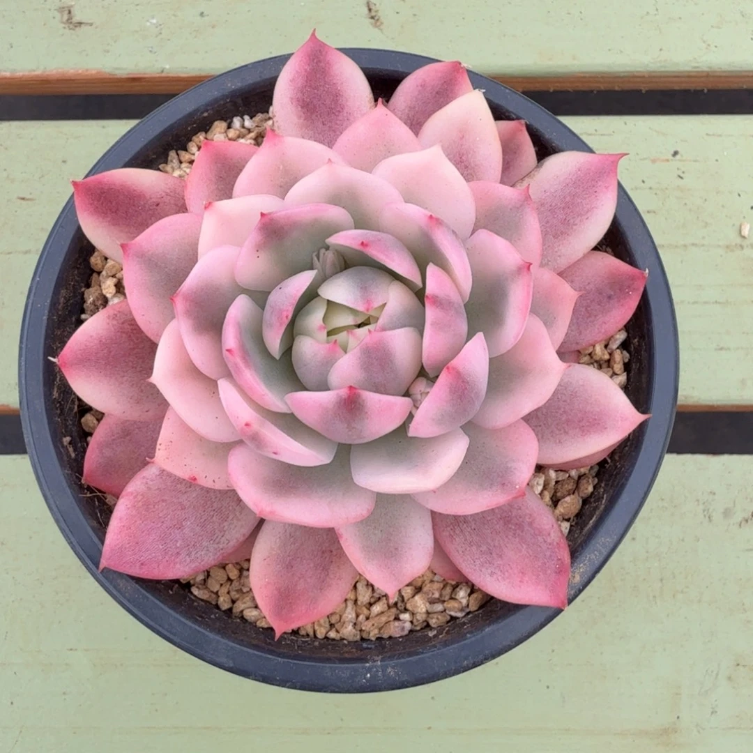 粉水晶锦锦上园艺一物一拍