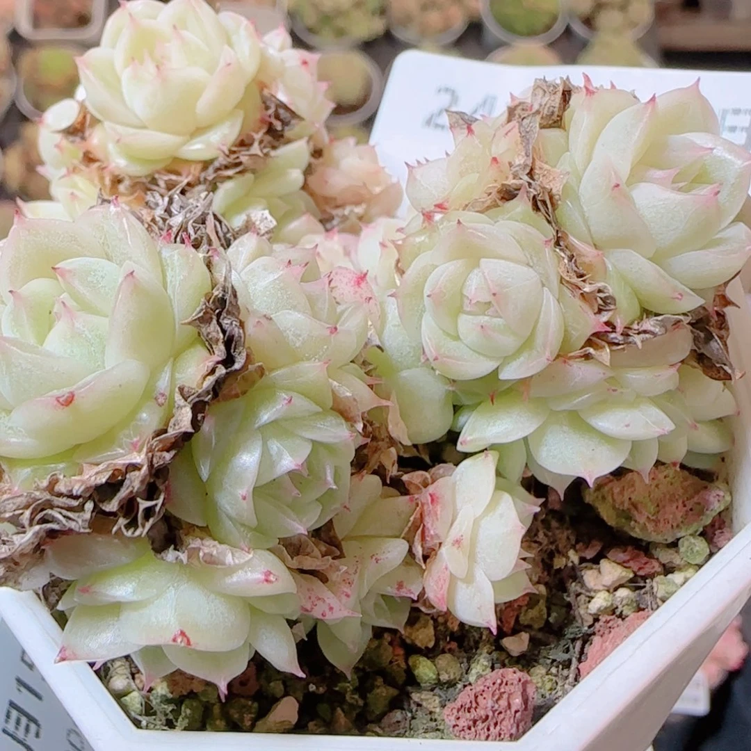 花语逸镜1115-241散