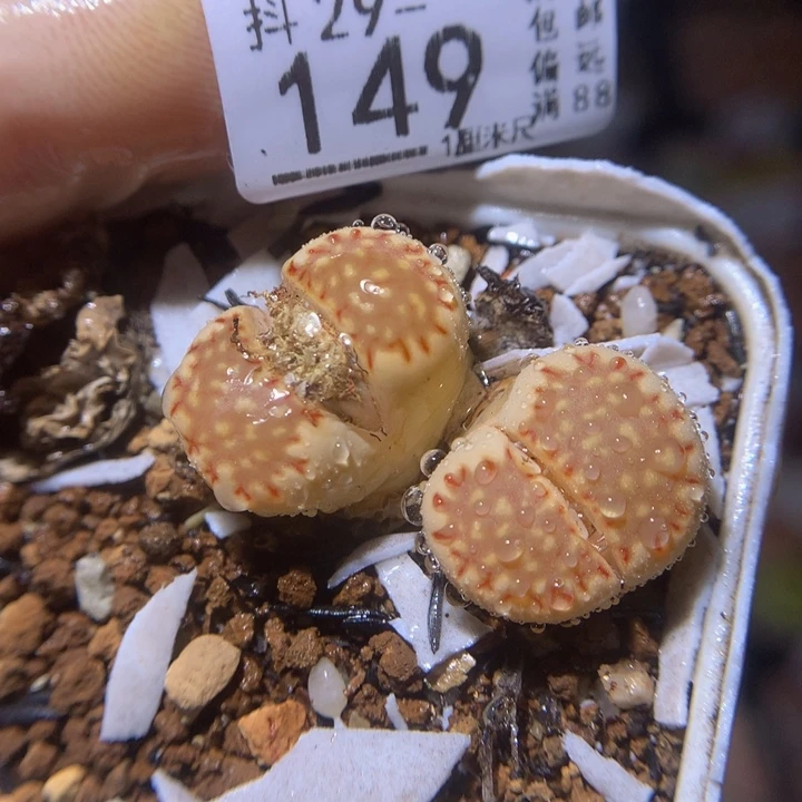 精品生石花29.149