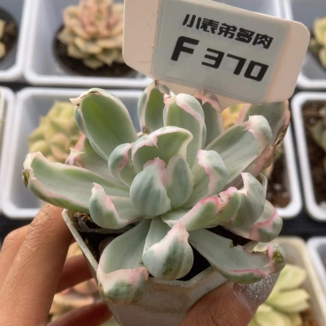 37伯克利锦锦锦锦锦锦