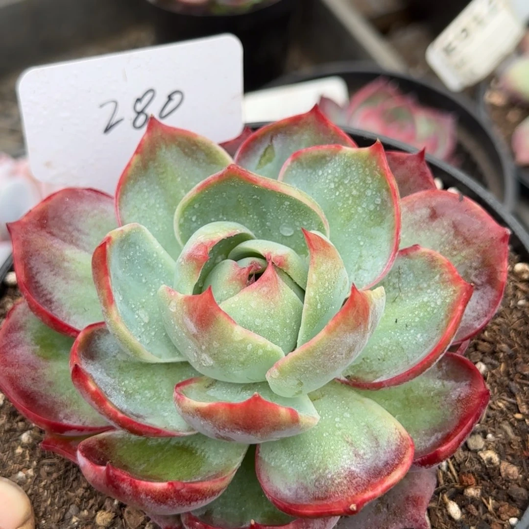 惊鸿一物一拍包装收缩花旱280