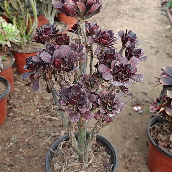 韭***葱圆叶加急发货法师36