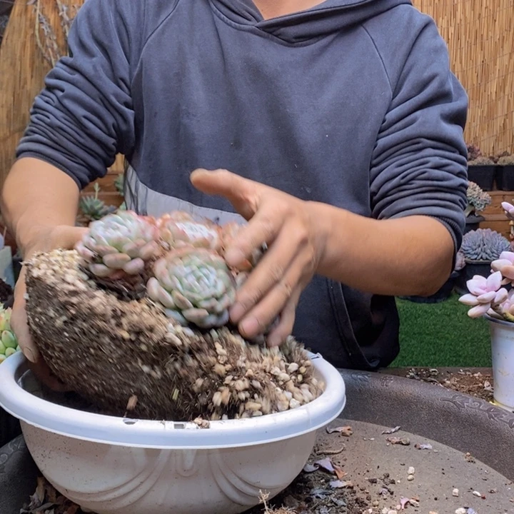 朵***肉325号雪爪多肉植物