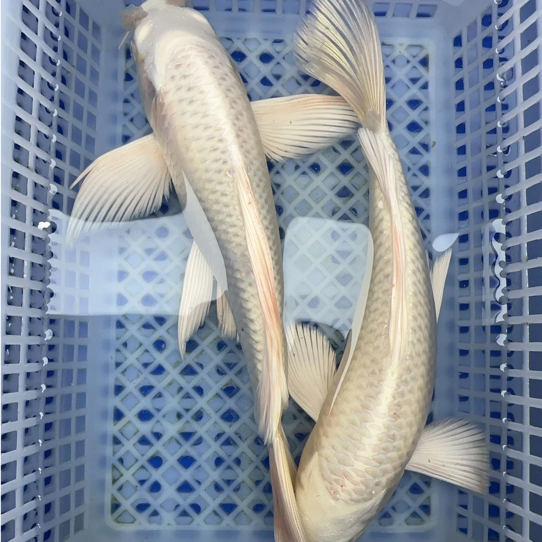 13号 【大白金2条  白金锦鲤 冷水鱼活体观赏鱼 包邮】