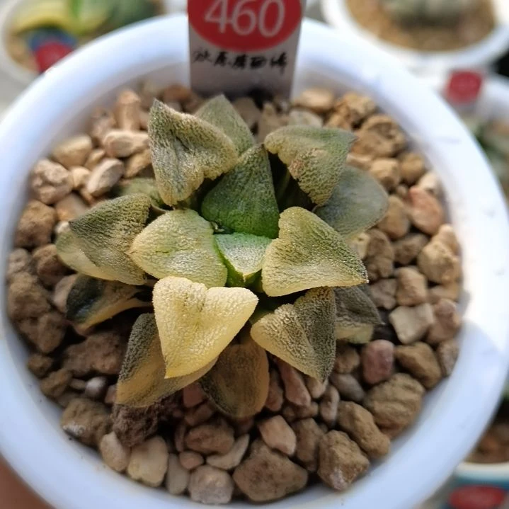 一**糖460号荻原磨面一物一拍带盆土发货