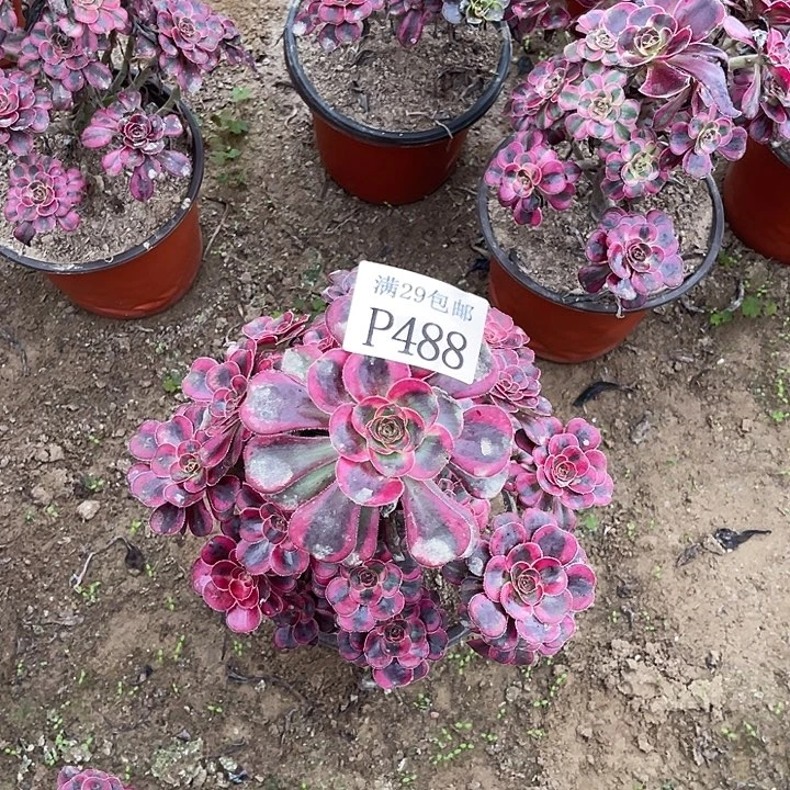 488香奈儿多肉植物