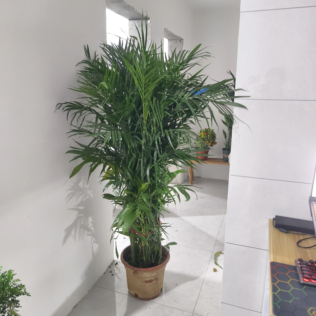 夏威夷竹子绿植室内净化空气提升家居风水寓意吉祥