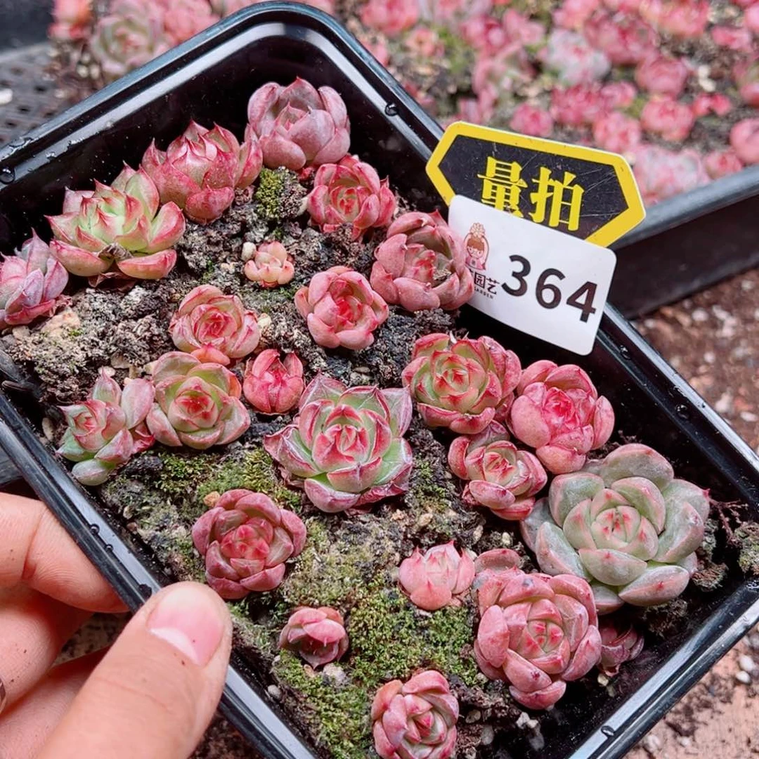 多肉植物多肉植物