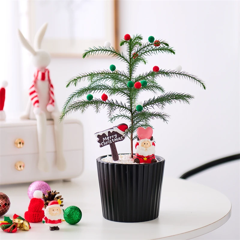 南洋杉盆栽圣诞树室内外通用好养绿植可净化空气节日礼物适合送礼