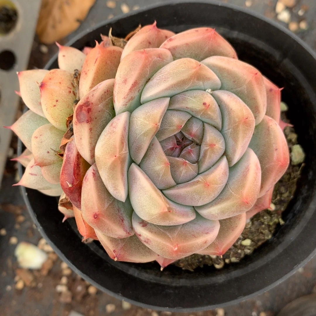 3944杂交精品基地9厘米