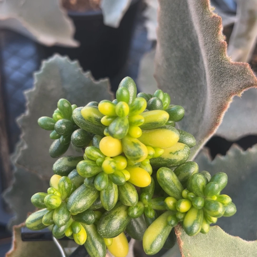 绿龟之卵锦，无砍群生