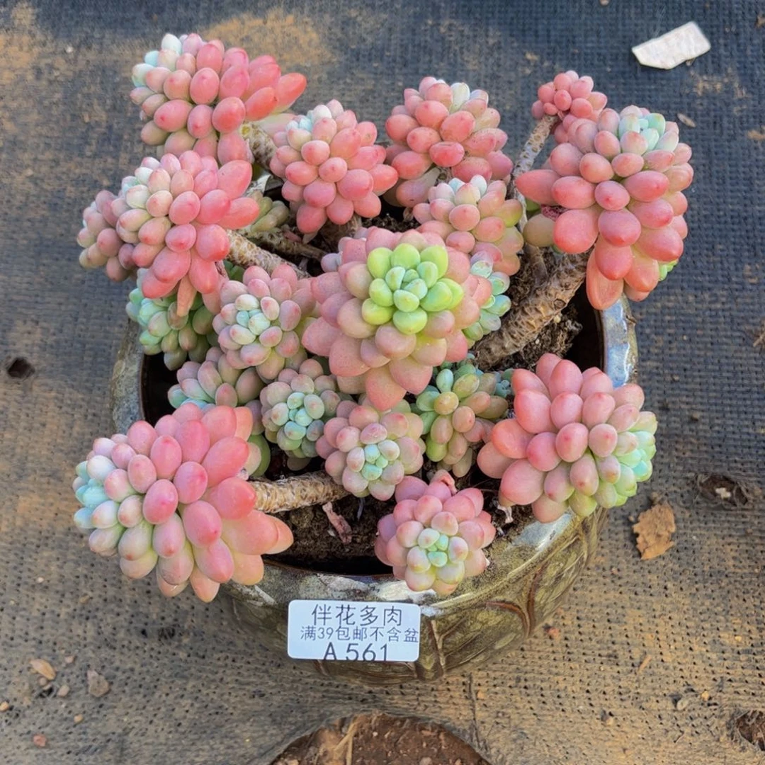 *****561-老庄鱼子酱多肉17cm