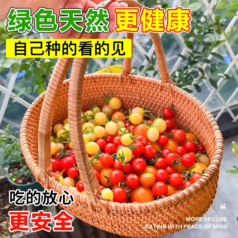 【矮生盆栽番茄种子】小西红柿阳台圣女果四季食用蔬菜种籽