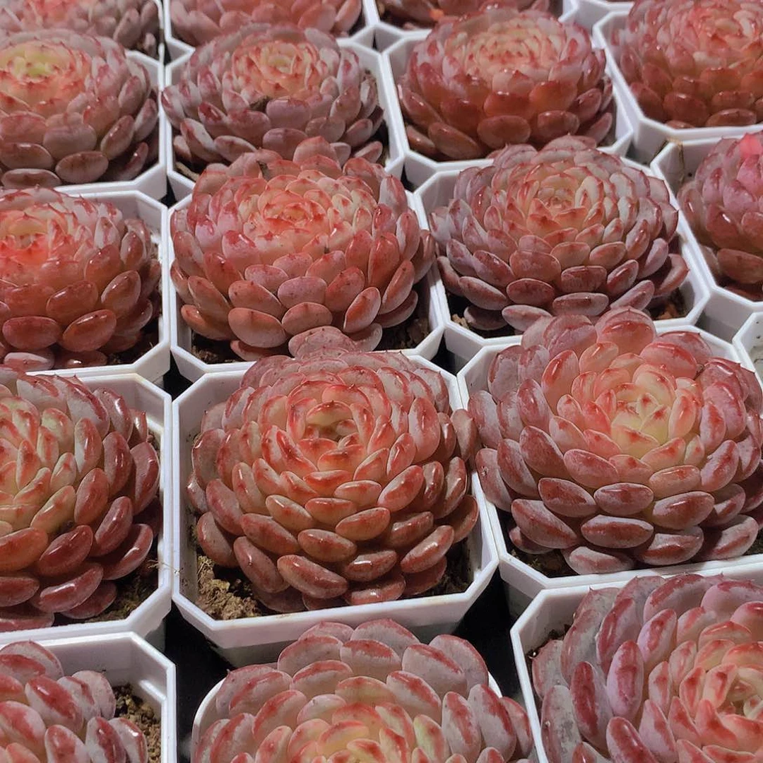 白胖子23567899900000