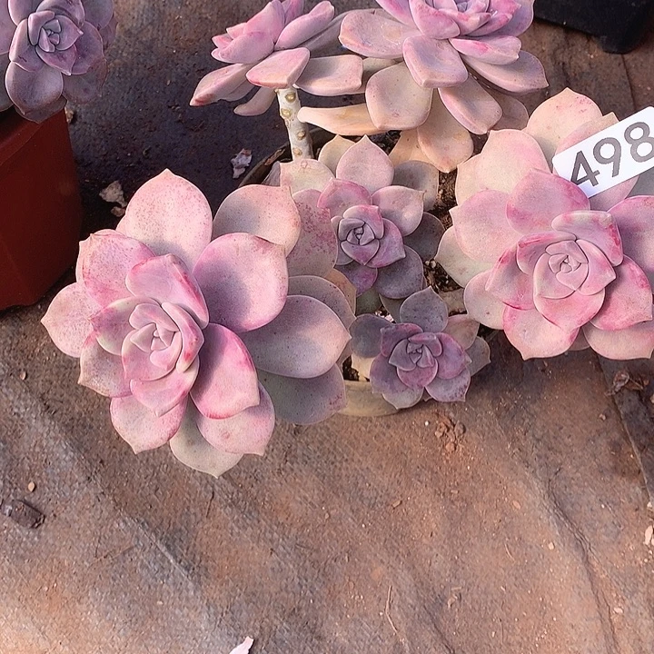 498紫乐 一物一拍多肉