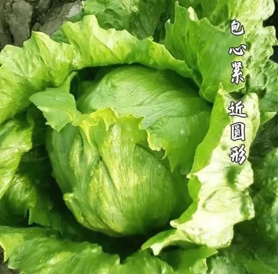 【结球生菜种子】四季种植盆栽地栽阳台小院种植