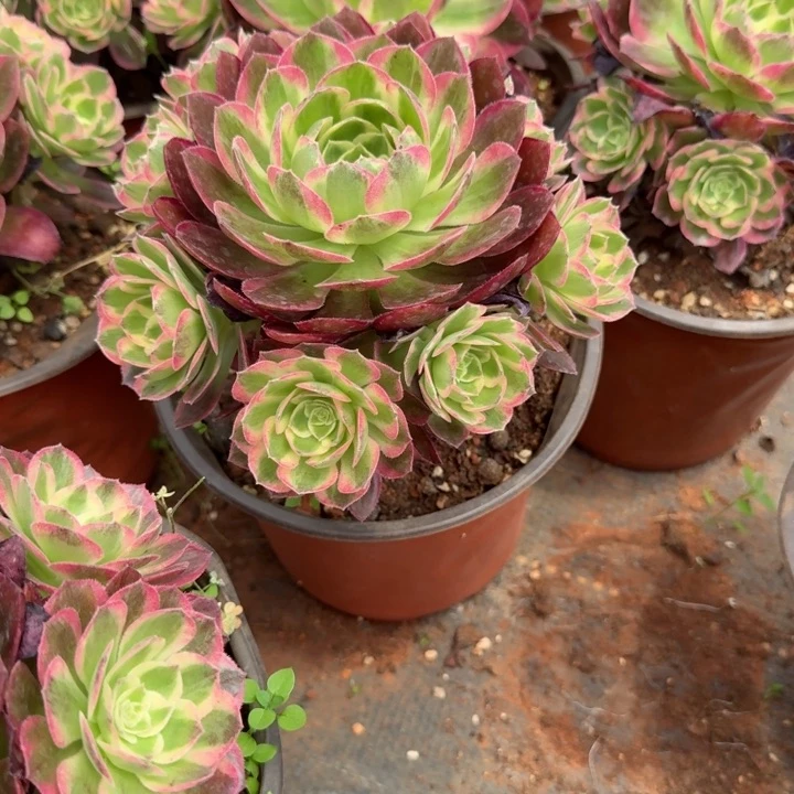 海仙手捧花啊啊啊