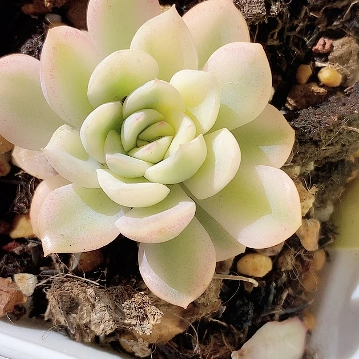 雨燕座一物一拍，