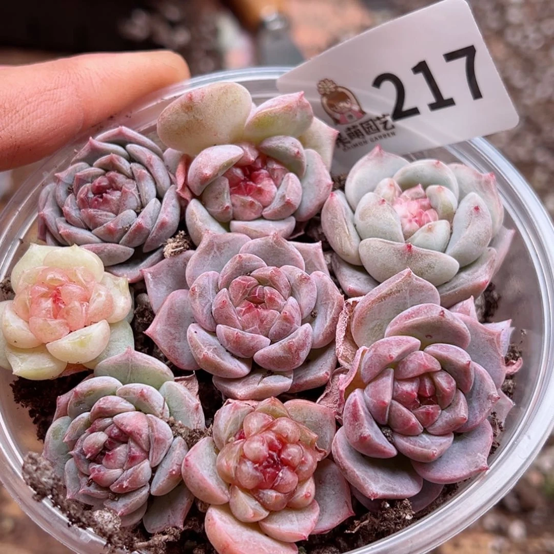 多肉植物多肉植物