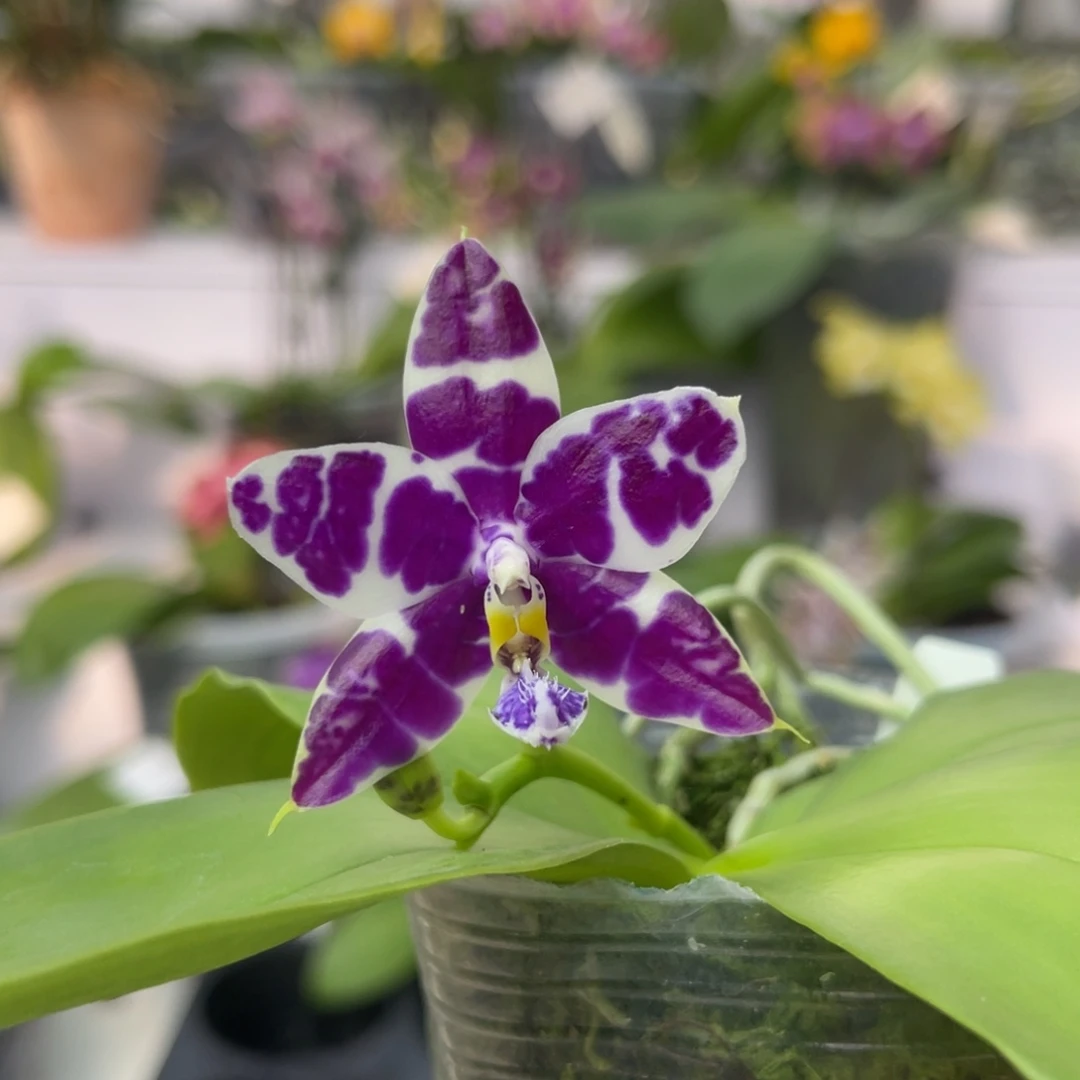 完全开放1187 2.8寸3694一物一拍