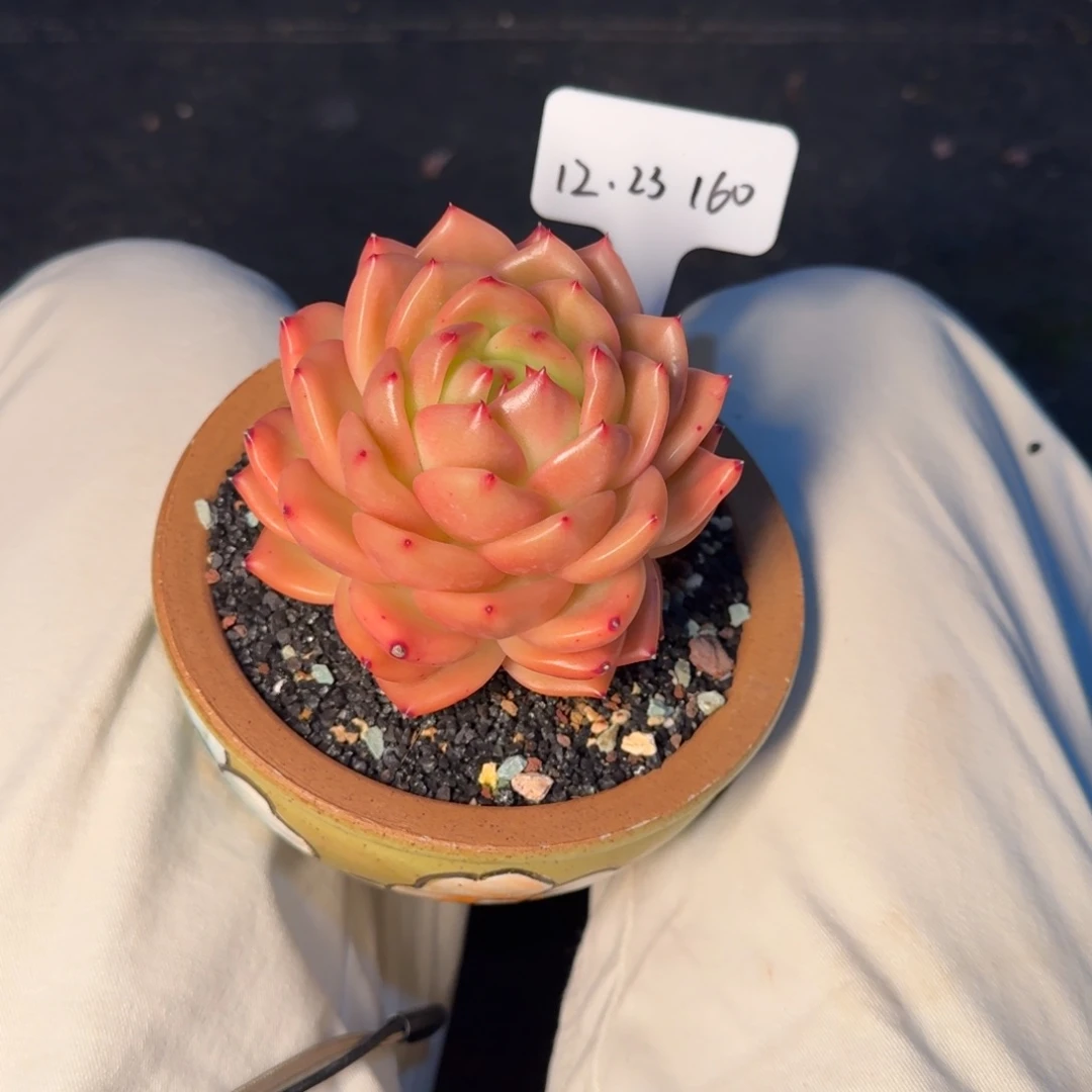 木***易一物一拍白夜香槟160