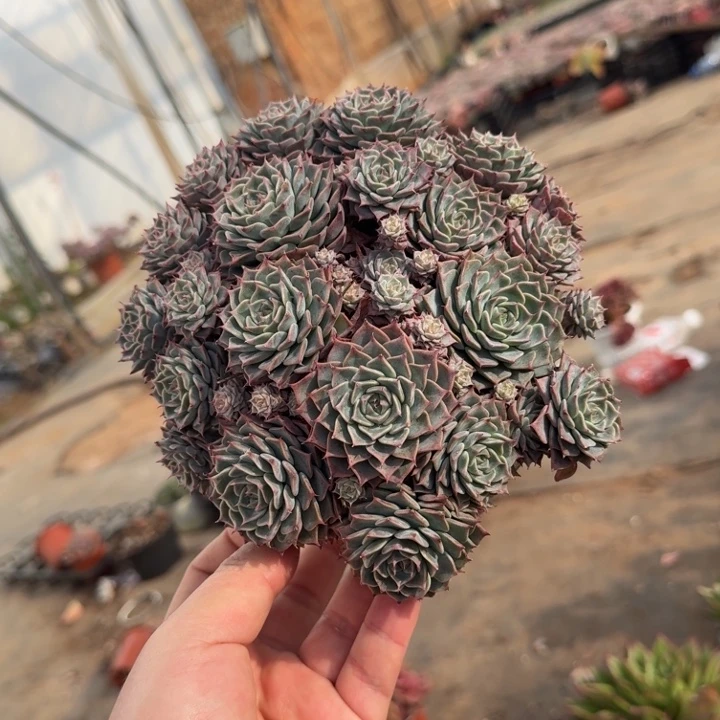 原始海滨格瑞带盆土