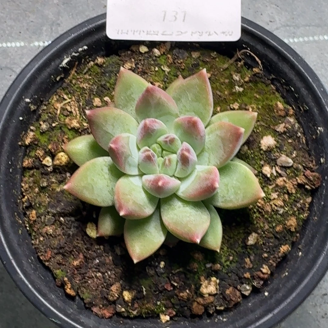 131 美人杂交 一物一拍